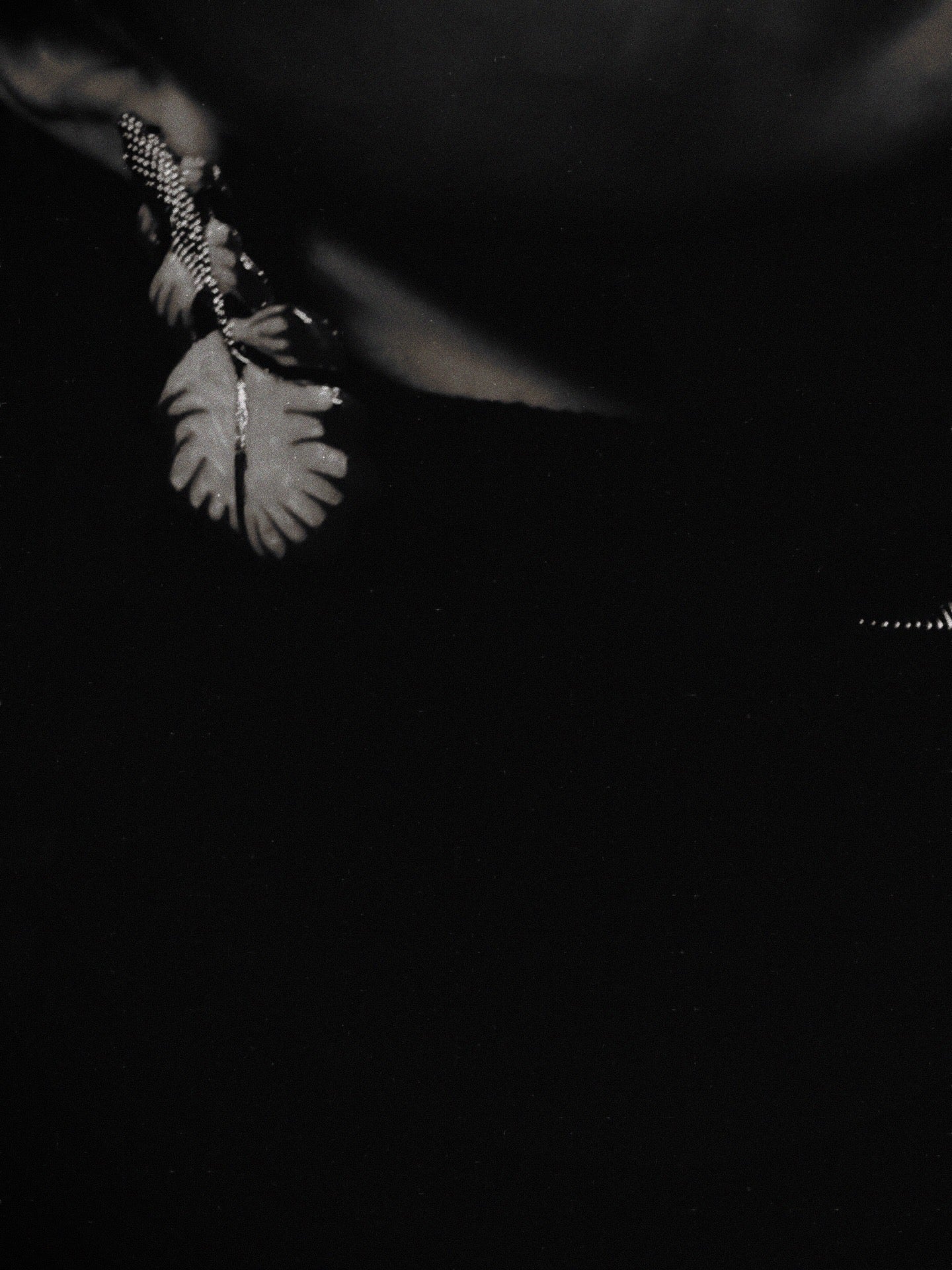 The elegant fish earrings